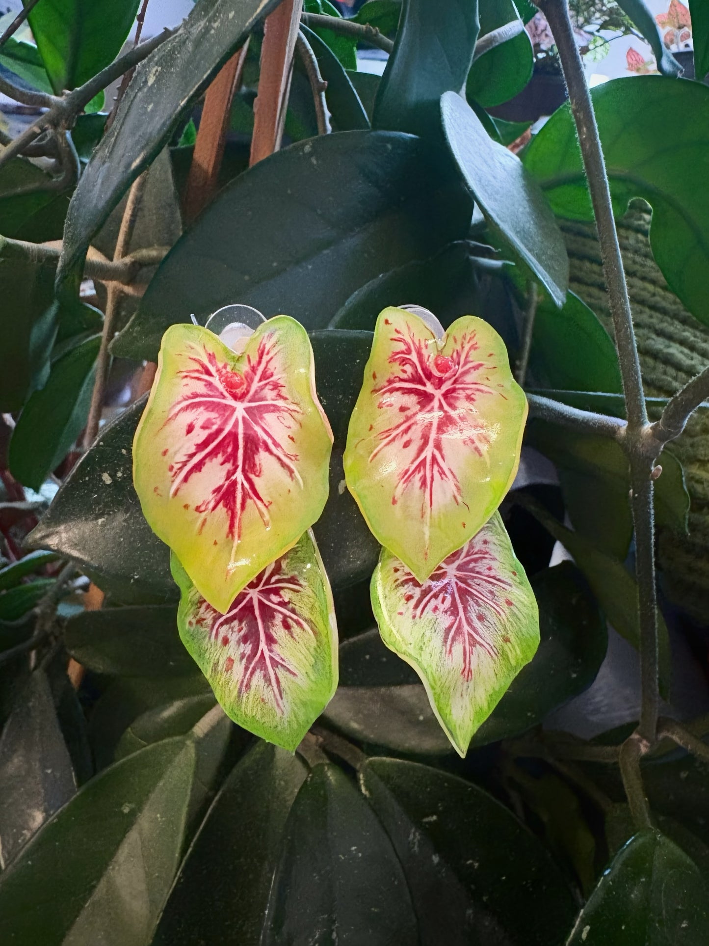 Caladium “Miss Muffet” — Ohrringe