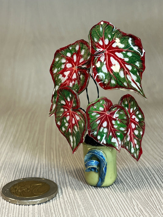 Begonia ‘MM-Bean“- Begonia Magnet