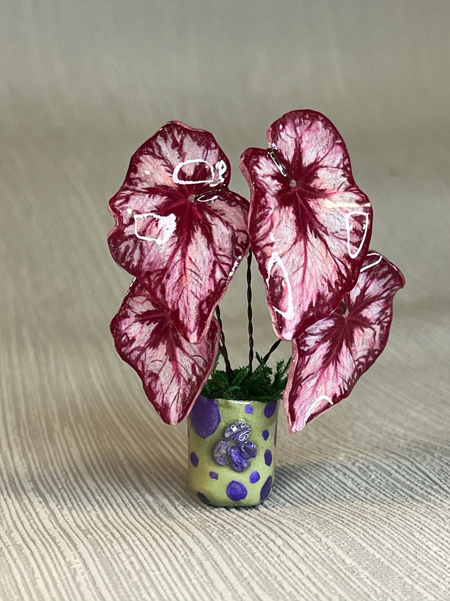 Begonia „Miss COCO“ - Begonia Magnet