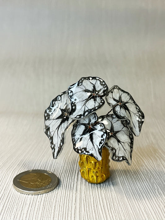 Begonia "BLACK DRESS" - Begonia Magnet