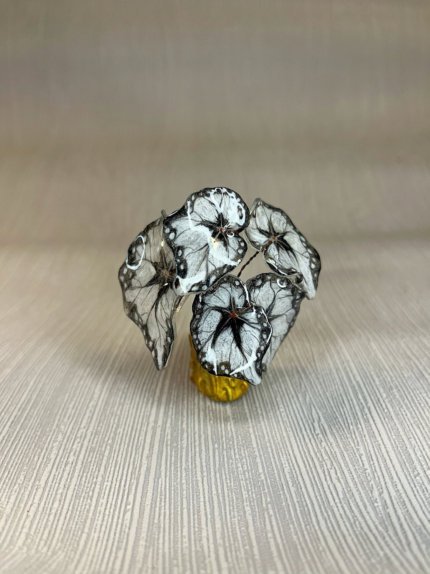 Begonia "BLACK DRESS" - Begonia Magnet