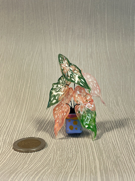 Begonia maculata ‘Variegate’ — Begonia Magnet