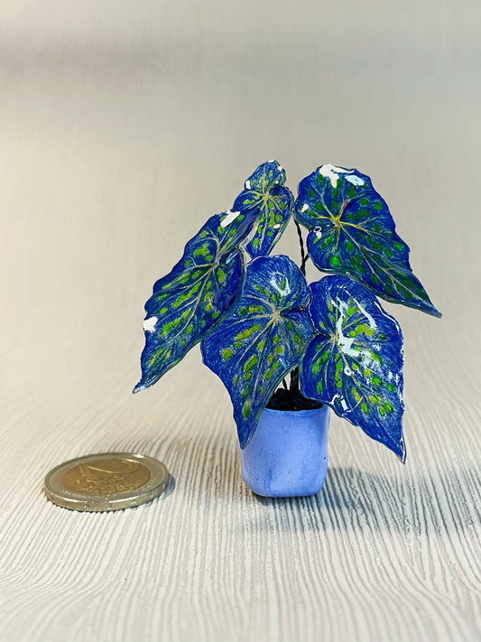 Begonia „Blue Fantasy“– Begonia Magnet