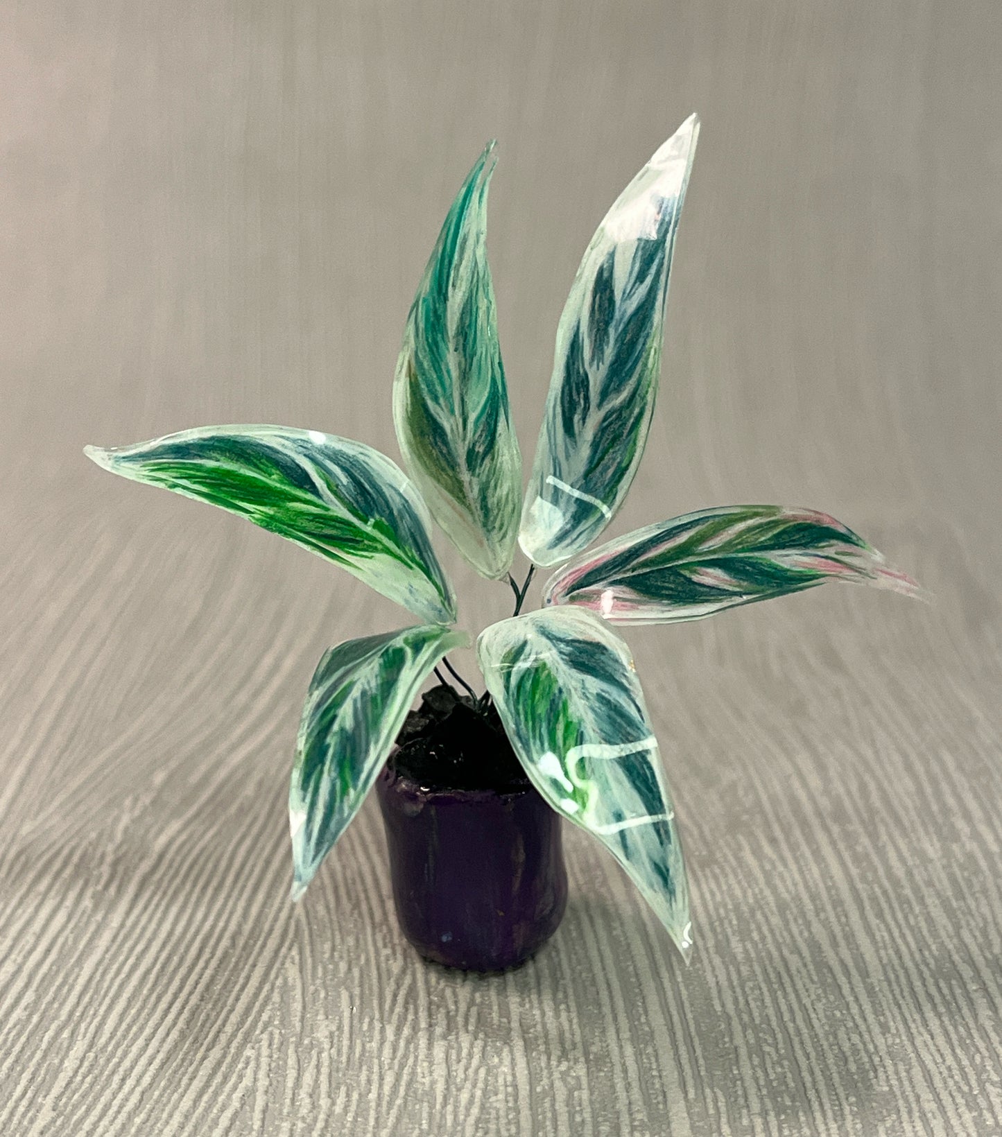 Stromanthe ´Triostar´ – Stromanthe Magnet