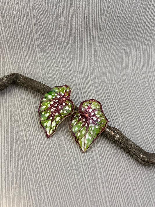 Begonia ´Frogleaf Charm´— Ohrringe