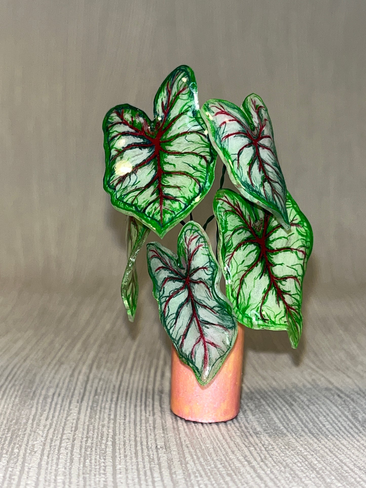 Caladium ‘ Celelbration ’ - Caladium Magnet