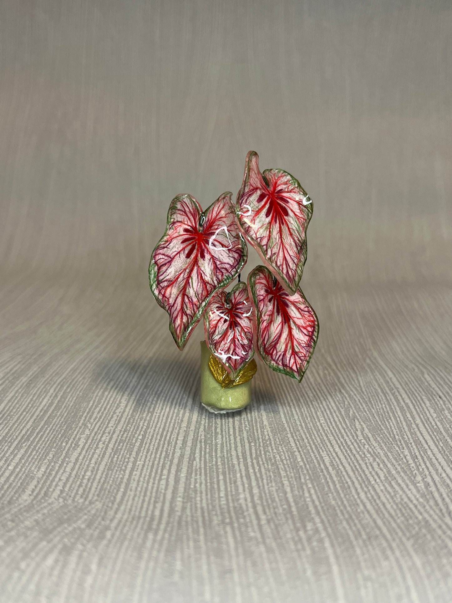 Caladium “Xplósiom” – Caladium Magnet
