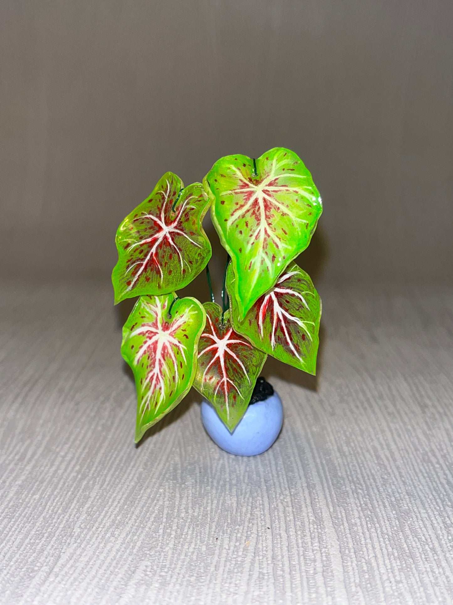 Caladium "Miss Muffet" - Caladium Magnet