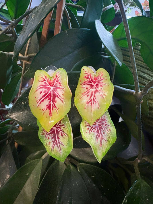 Caladium “Miss Muffet” — Ohrringe
