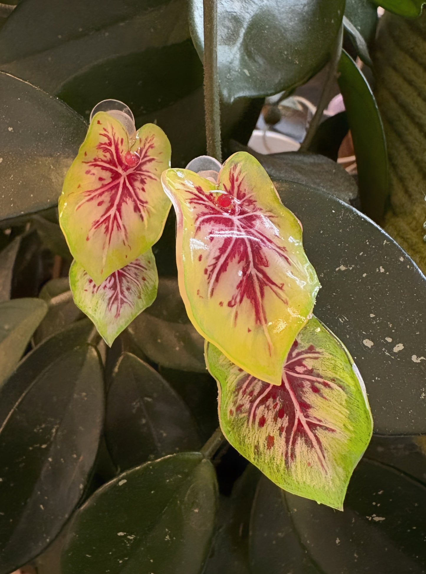 Caladium “Miss Muffet” — Ohrringe