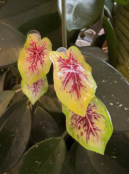 Caladium “Miss Muffet” — Ohrringe