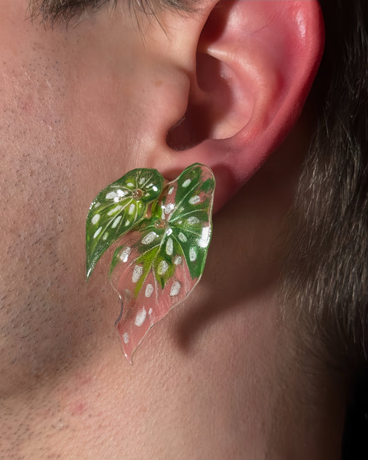 Begonia maculata ‘Wightii’ — Ohrringe