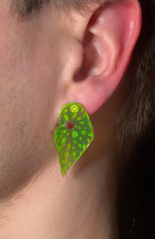 Begonia “Chlorosticta“— Ohrringe