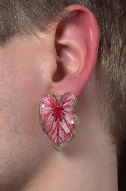 Caladium ‘Xplósiom´—Ohrringe
