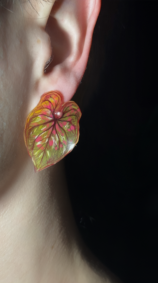 Caladium ‘PandoraKing´— Ohrringe