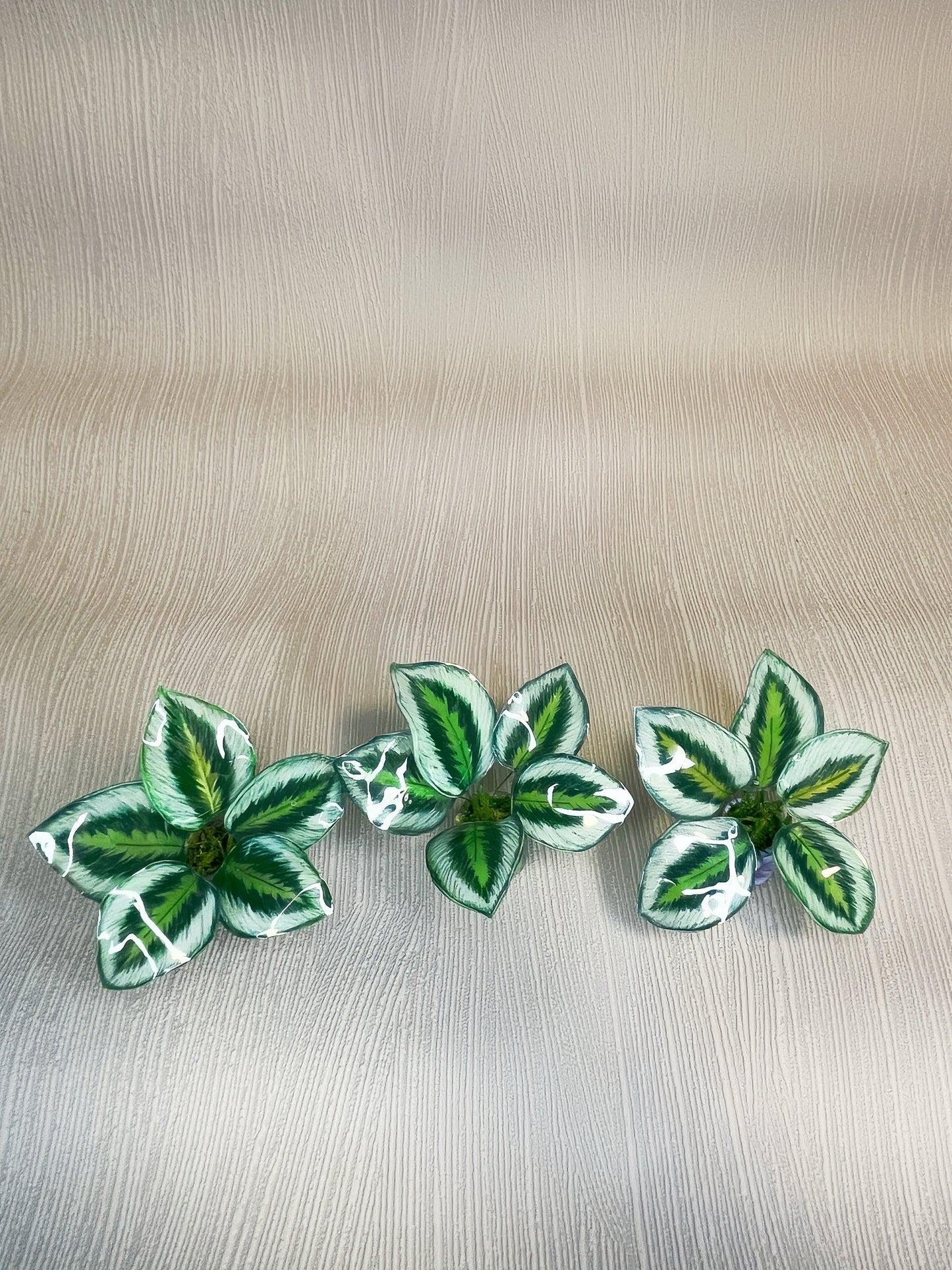 Calathea ‘Marion’- Magnet