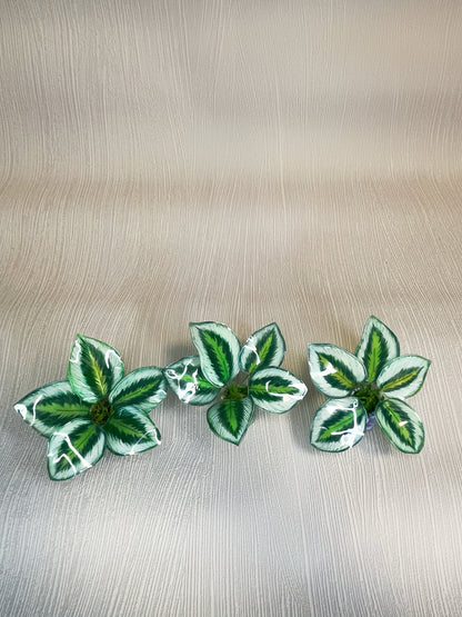Calathea ‘Marion’- Magnet