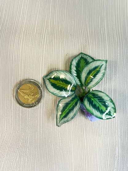 Calathea ‘Marion’- Magnet