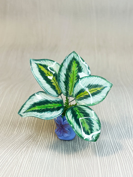 Calathea ‘Marion’- Magnet
