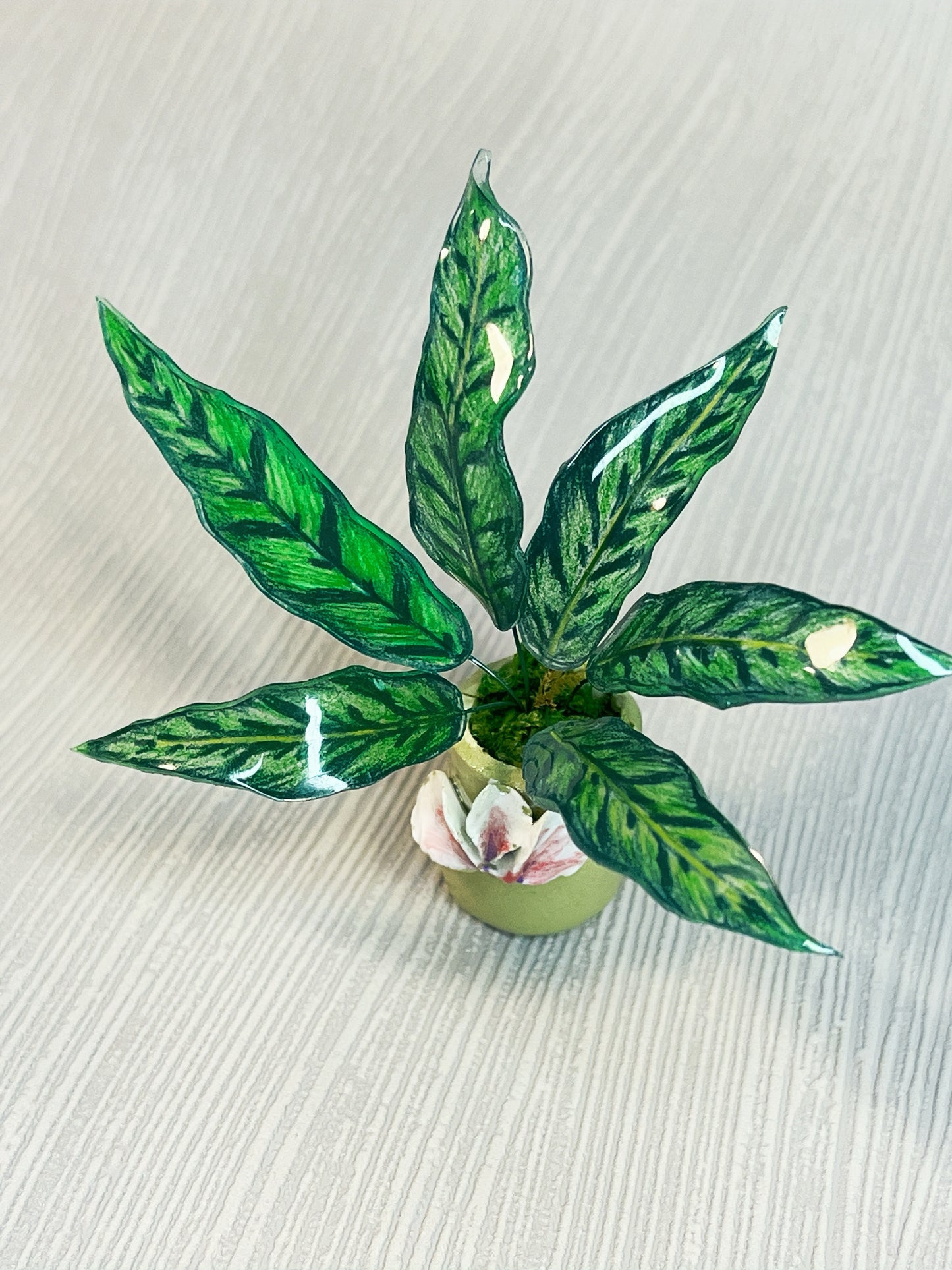 Calathea " Lancifolia" - Calathea Magnet
