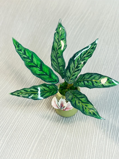 Calathea " Lancifolia" - Calathea Magnet