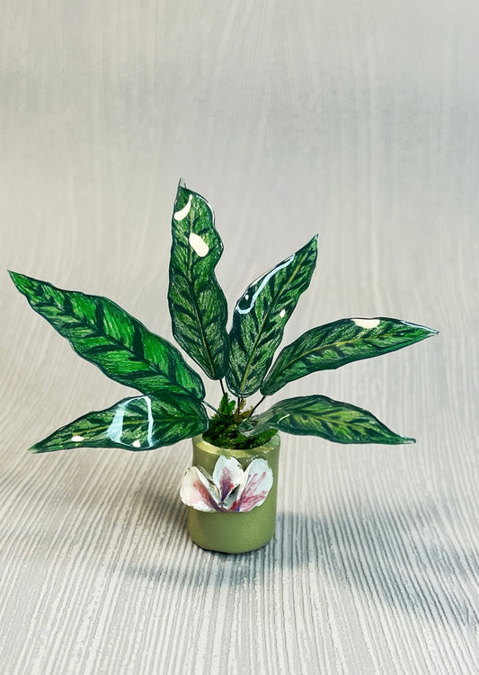 Calathea " Lancifolia" - Calathea Magnet