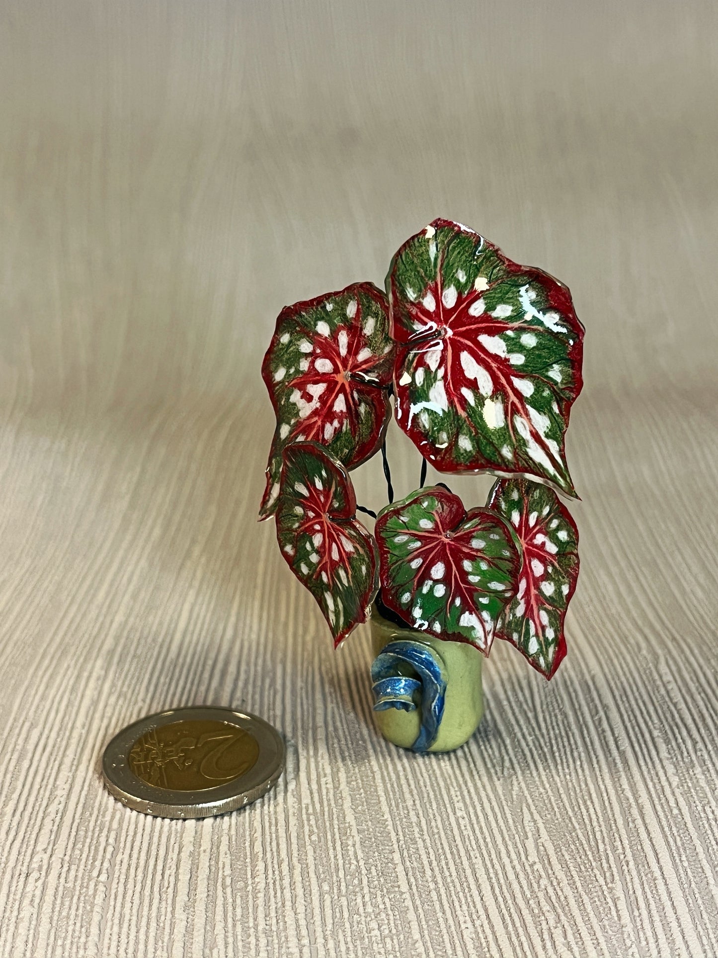 Begonia ‘MM-Bean“- Begonia Magnet