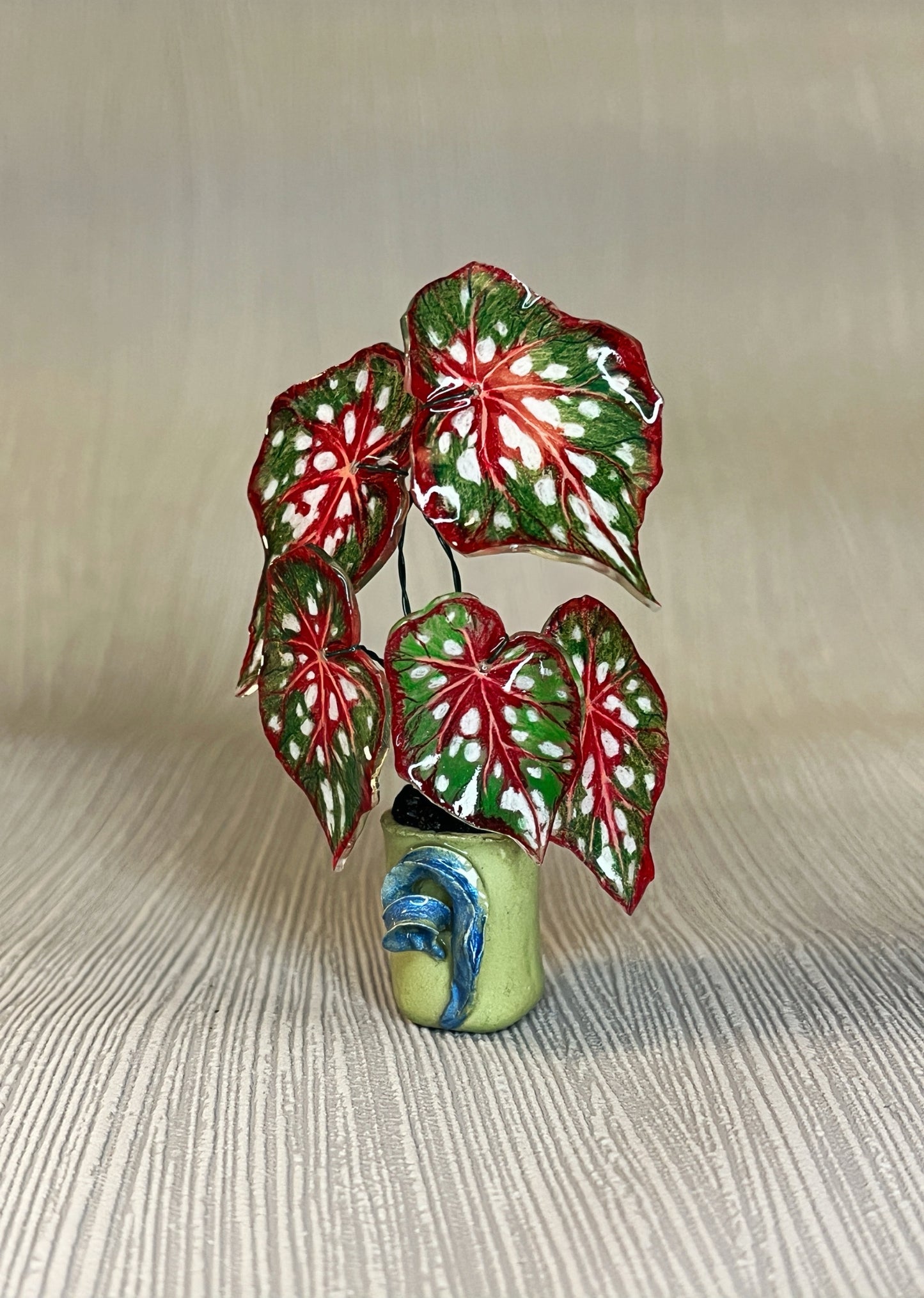 Begonia ‘MM-Bean“- Begonia Magnet