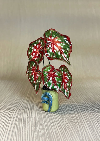 Begonia ‘MM-Bean“- Begonia Magnet