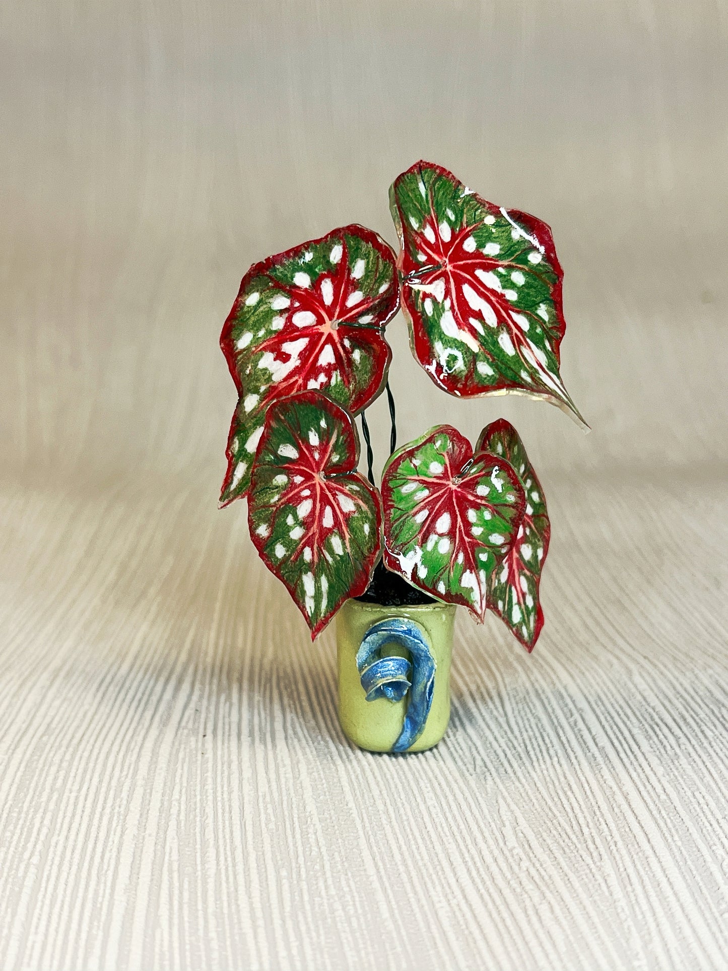 Begonia ‘MM-Bean“- Begonia Magnet