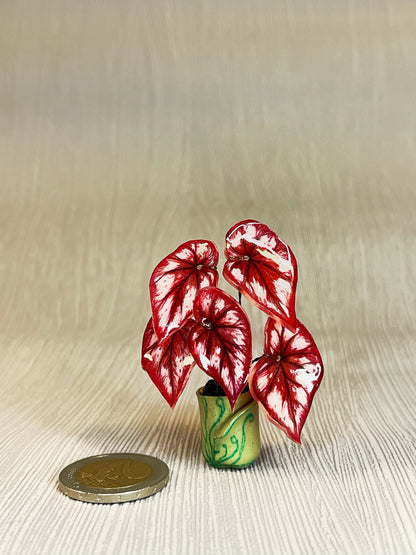 Begonia „ Tambourine “ - Begonia Magnet