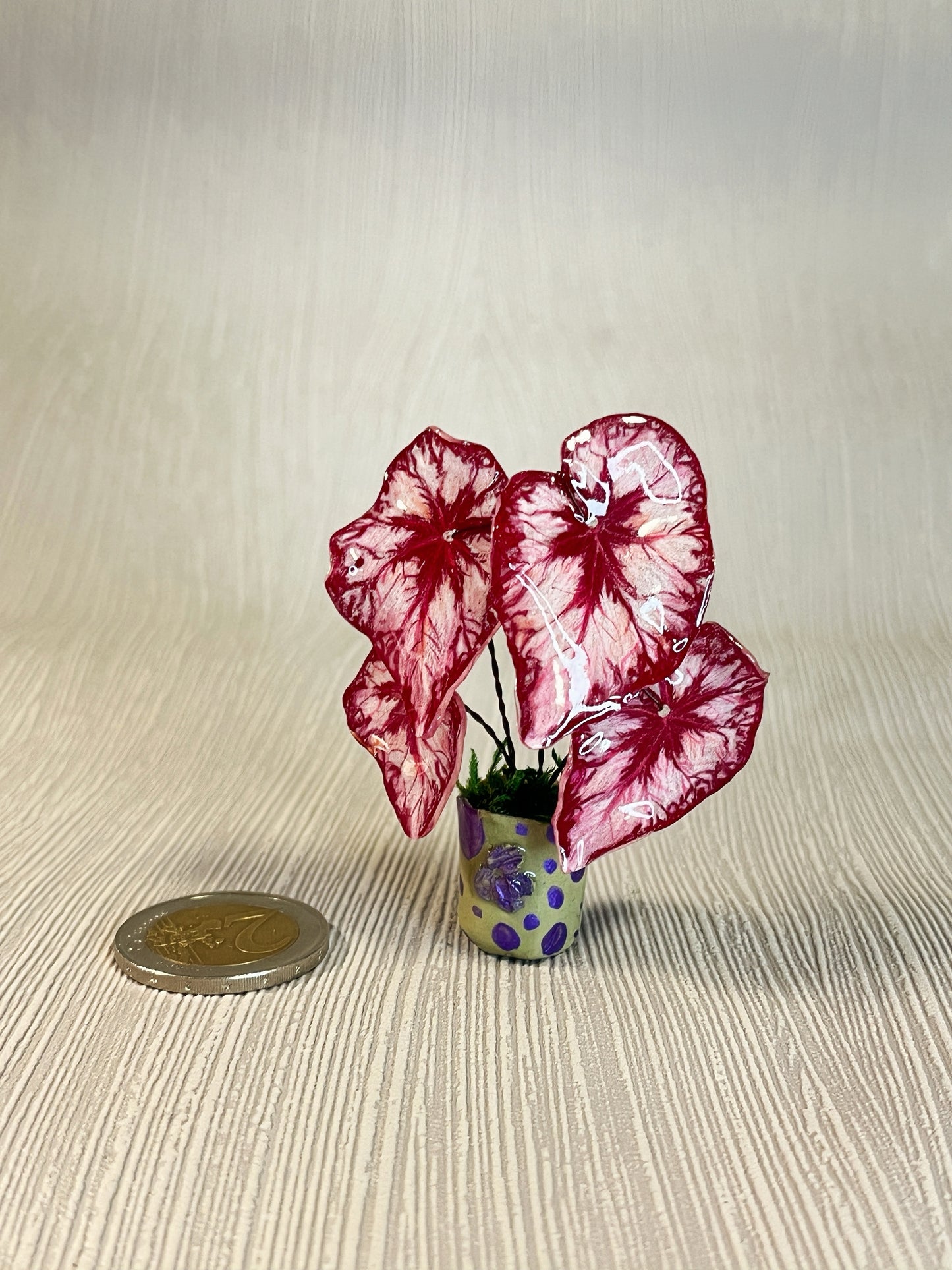 Begonia „Miss COCO“ - Begonia Magnet