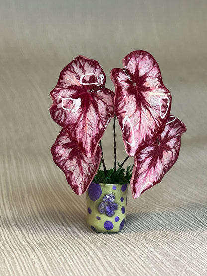 Begonia „Miss COCO“ - Begonia Magnet