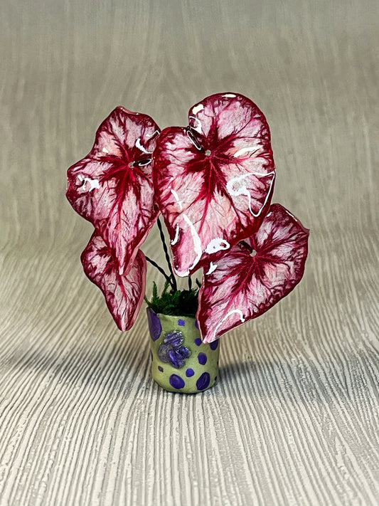 Begonia „Miss COCO“ - Begonia Magnet