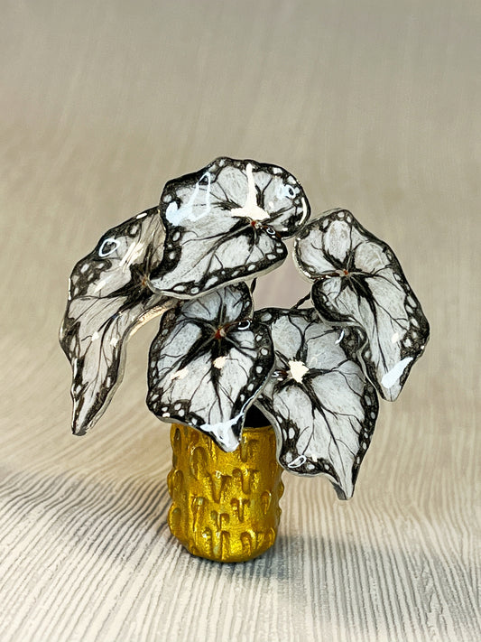 Begonia "BLACK DRESS" - Begonia Magnet