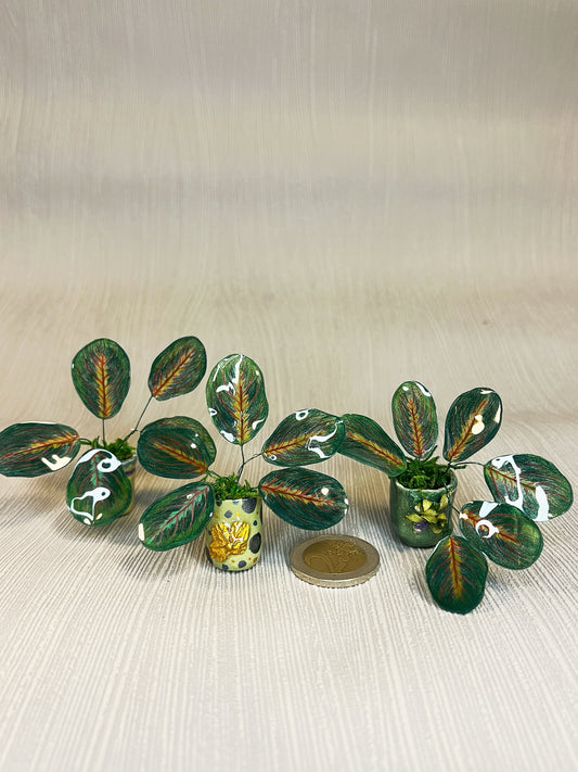 Calathea ‘Maranta’ –  Calathea Magnet