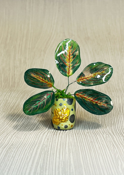 Calathea ‘Maranta’ –  Calathea Magnet