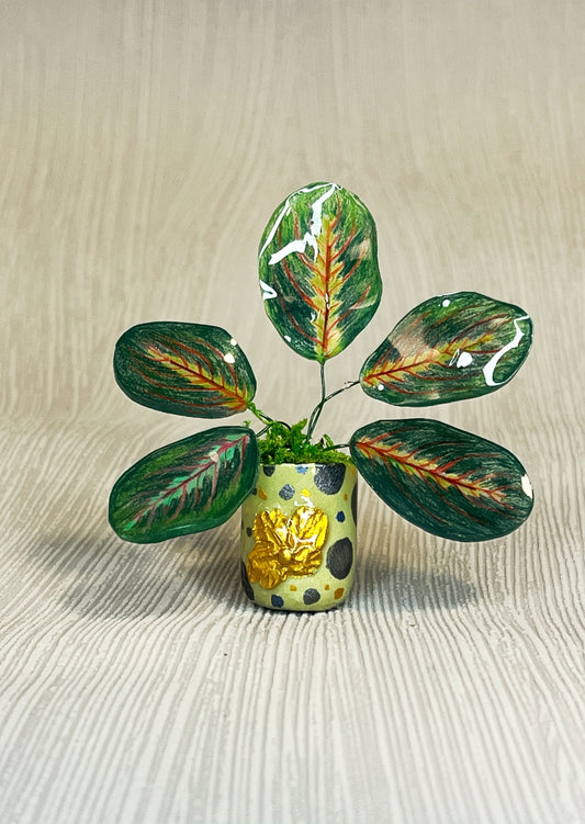 Calathea ‘Maranta’ –  Calathea Magnet