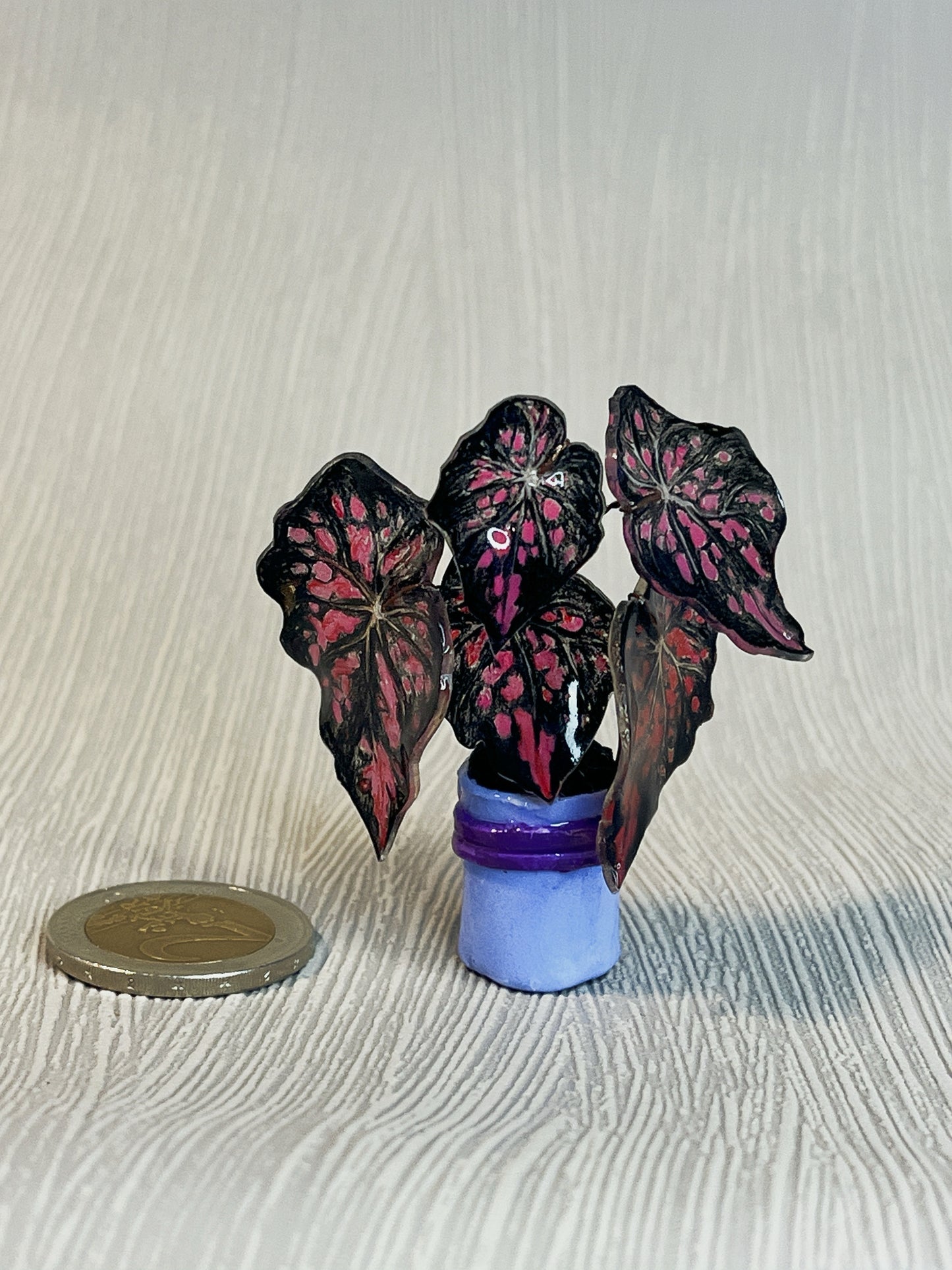 Begonia „Black Mamba“–  Begonia Magnet