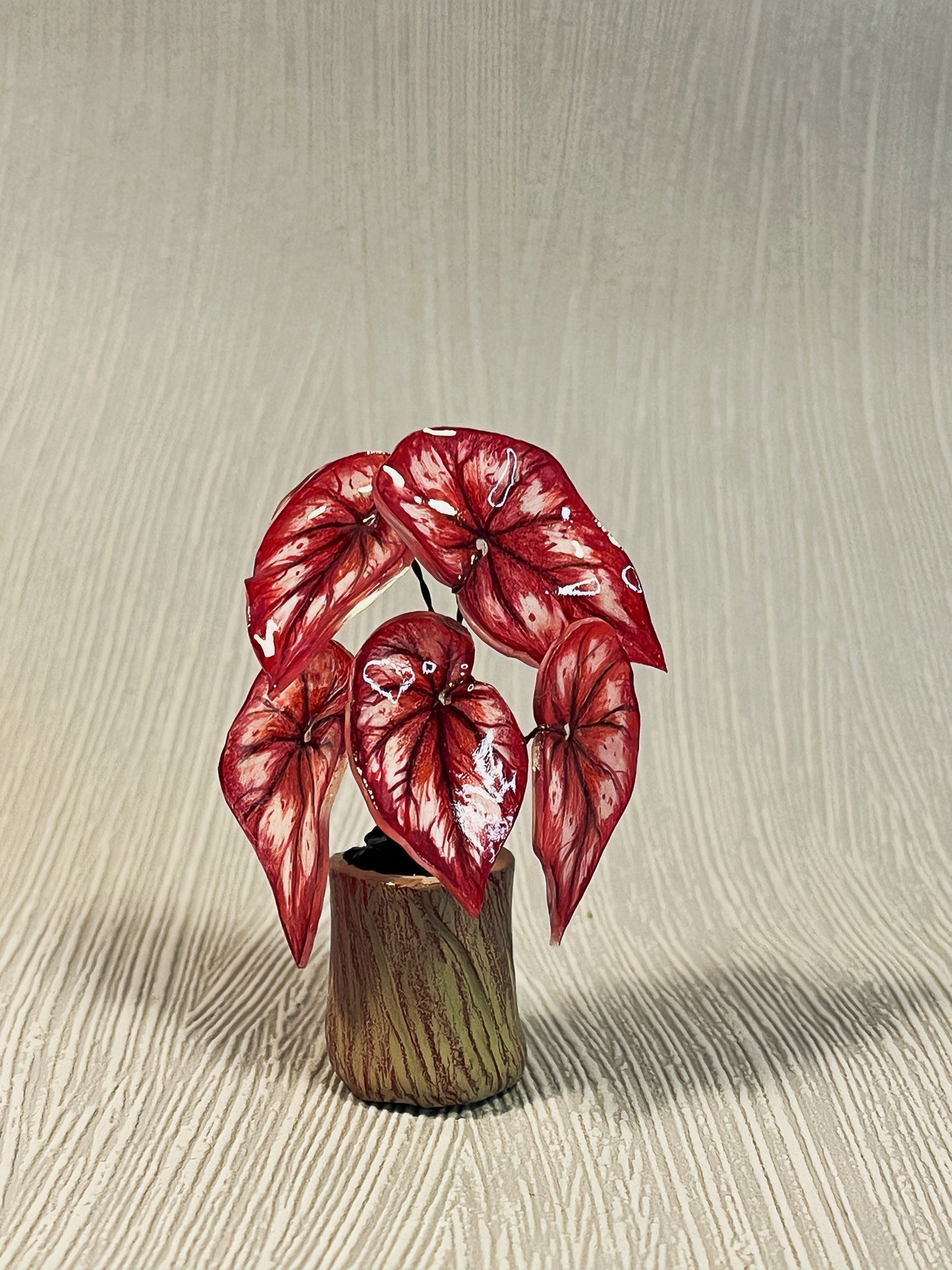 Begonia „ Tambourine “ - Begonia Magnet