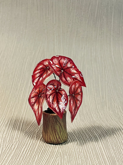 Begonia „ Tambourine “ - Begonia Magnet