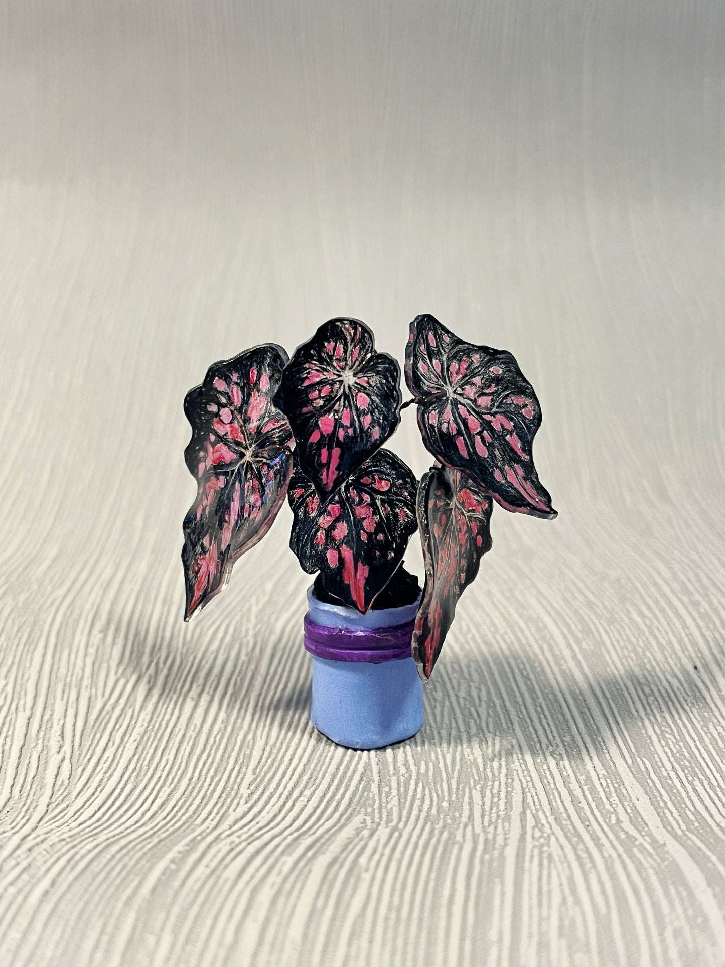 Begonia „Black Mamba“–  Begonia Magnet