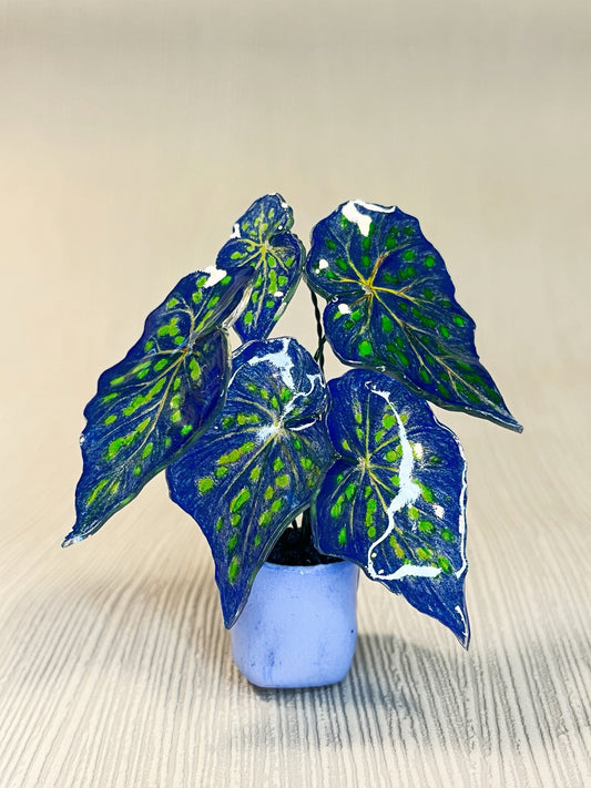 Begonia „Blue Fantasy“–  Begonia Magnet