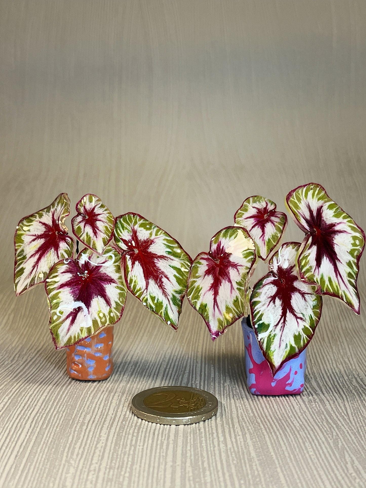 Begonia „Matchachoco" - Begonia Magnet