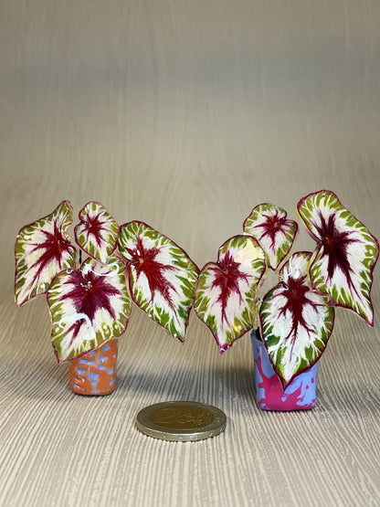 Begonia „Matchachoco" - Begonia Magnet