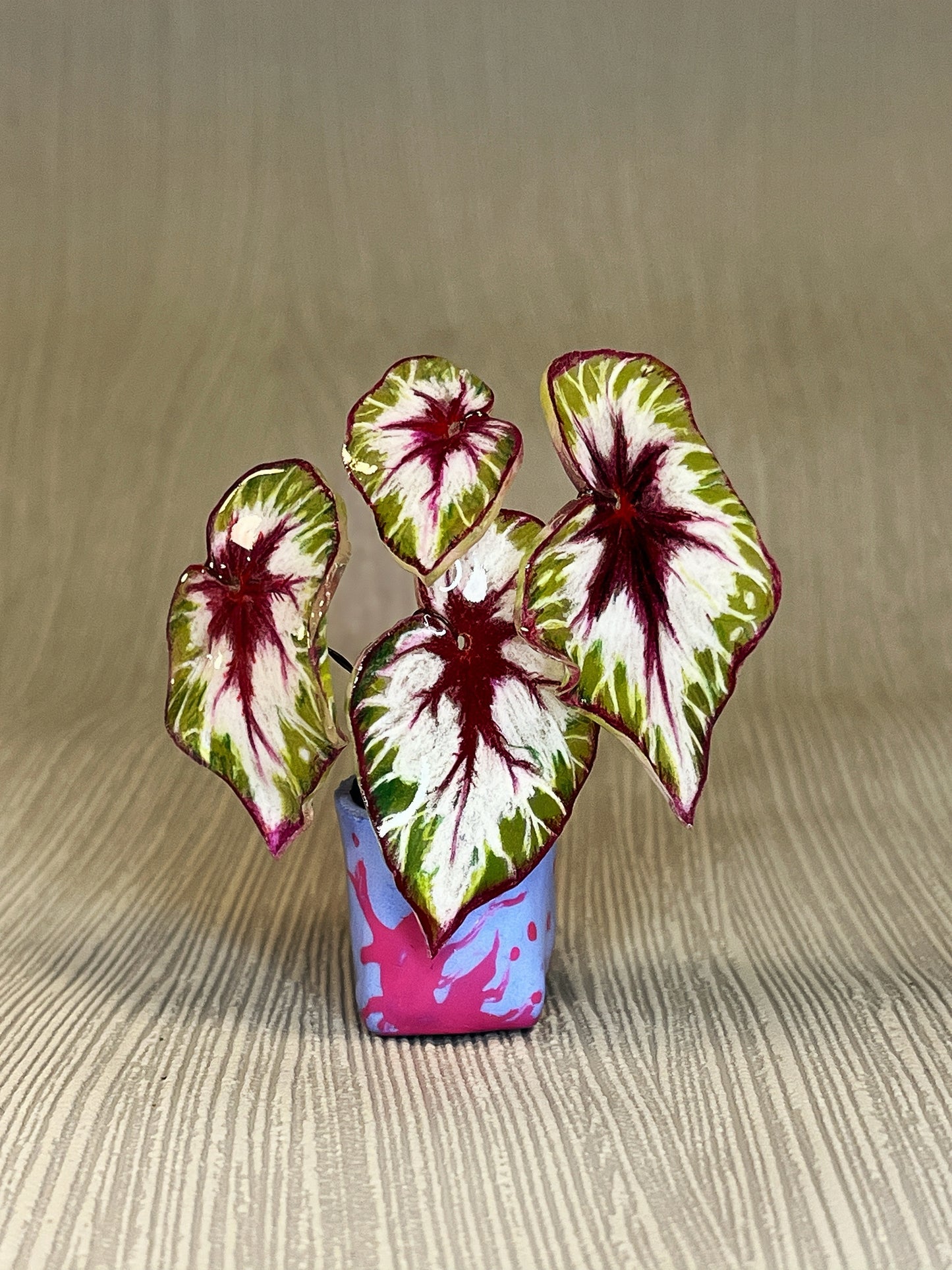 Begonia „Matchachoco" - Begonia Magnet