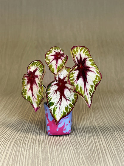 Begonia „Matchachoco" - Begonia Magnet