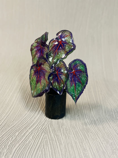 Begonia ‘African Jungle’ - Begonia Magnet