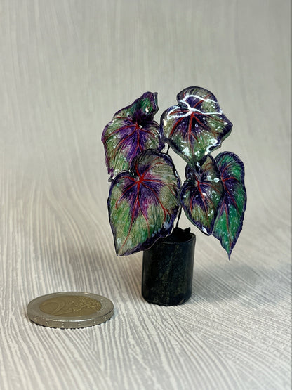 Begonia ‘African Jungle’ - Begonia Magnet