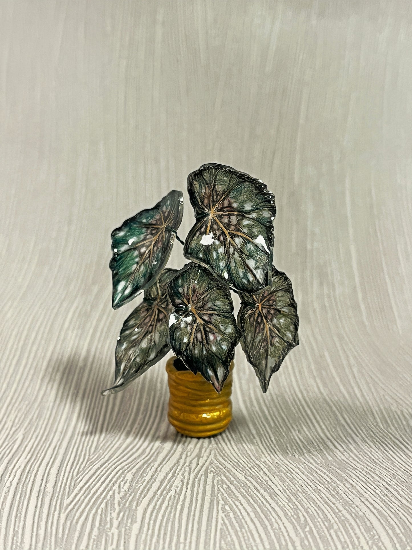 Begonia „Emerald Star" - Begonia Magnet